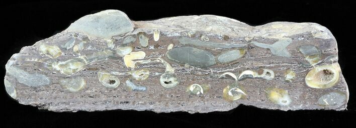 Slab Fossil Teredo (Shipworm Bored) Wood - England #63437